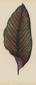 Maranta Regalis da English School